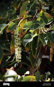 Image result for Phytolacca dioica