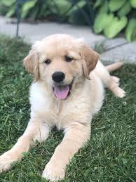 Meet Our New Friend Biscuit Name Pending Cute Baby Animals Cute Animals Cute Dogs