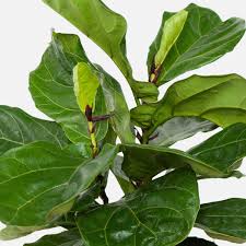 Image result for Ficus laurifolia