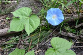 Image result for Ipomoea verbascoidea