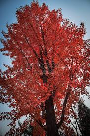 Mockapi is a simple tool that lets you easily mock up apis, generate custom data, and preform operations on it using restful interface. Pokok Api Merah Gambar Unduh Gratis Imej 500120592 Format Jpg My Lovepik Com