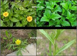 Image result for Senecio madagascariensis