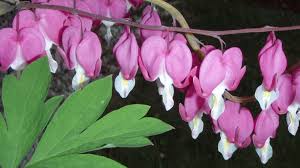 A magnificent specimen with golden, iridescent leaves. Gold Heart Bleeding Heart Dicentra American Meadows