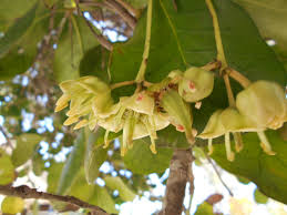 Image result for Brexia madagascariensis