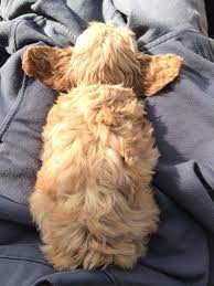 Cockapoo Ssleeping Yorkshire Terrier Yorkshire Terrier Puppies Yorkshire Terrier Dog