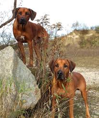 The rhodesian ridgebacks ridges were obtained from its ancestors a long, long time ago. Die Sie Mama Schwarz Borda Re Satin Gefa Hl Rhodesian Ridgeback Liebe Dekokissen Ma Bel Wohnen Perunanovaconsciencia Cat
