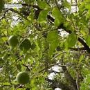 Image result for Strychnos innocua