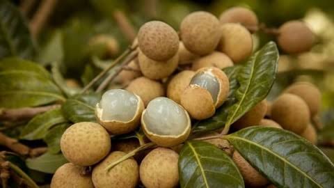 Nhãn lồng Hưng Yên - di sản văn hóa phi vật thể quốc gia