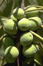 Image result for Ficus ottoniifolia