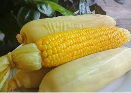 Maybe you would like to learn more about one of these? Jagung Manis Rebus Shopee Indonesia