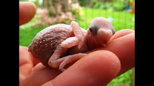 baby budgies growth stages