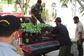 Maybe you would like to learn more about one of these? Setelah Viral Di Media Sosial Gubernur Aceh Serahkan Satwa Dilindungi Peliharaannya