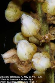 Image result for Deinbollia