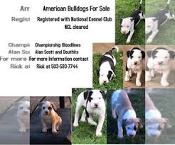 These bulldog puppies located in oregon come from different cities, including, prineville. View Ad American Bulldog Puppy For Sale Near Oregon Sandy Usa Adn 129344