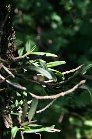 Image result for Angraecum conchiferum