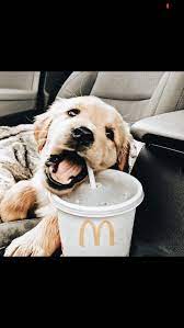 Mcdonalds Dog Funny Puppy Pictures Puppies Cute Baby Dogs