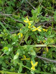 Image result for Hypericum scioanum