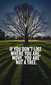 If You Don T Like Where You Are Move You Are Not A Tree Inspirational Quotes By Thanasis Mavromma Achievement Quotes This Is Us Quotes Motivational Words