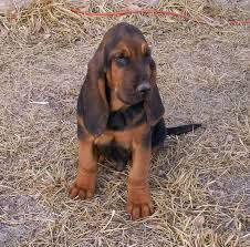 Black And Tan Bloodhound Puppy Images Of Puppies Bloodhound Puppies Dog Wallpaper Picture Bloodhound Puppies Dog Bloodhound Puppies Bloodhound Dogs