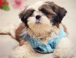 Shih Tzu House Training Step By Step Finding Success
