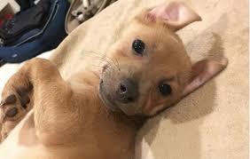 Puppies to 9 yrs $375 or more. Los Angeles Weekend Events Roundup July 5 8 Socalpulse