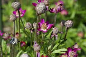 Hours may change under current circumstances An Expert S Favorite Native Rocky Mountain Plants Mountain Living