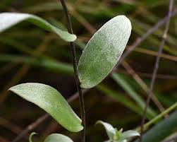 We write high quality term papers, sample essays, research papers, dissertations, thesis papers, assignments, book reviews, speeches, book reports, custom web content and business papers. Leaf Wikiwand