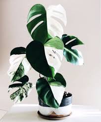 Variegated Houseplants You Can Actually Afford That Planty Life Variegated Plants Plant Goals Pretty Plants