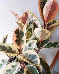 In all other zones, gardeners grow the plant indoors in shallow pans, hanging baskets or decorative containers, as long as they have drainage holes in the bottom. Pin On Fikus