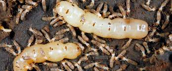 Soil treatments are intended to control termites for extended periods of time, although they may be breached because of physical. Pictures Of Termites Cheaper Than Retail Price Buy Clothing Accessories And Lifestyle Products For Women Men