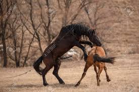 Horses Having Sex On The Meadow Stock Photo, Picture and Royalty Free  Image. Image 100632593.