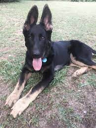 Looking for a puppy or dog in paducah, kentucky? 5 Months Old German Shepherd Puppies Gsd Puppies Puppies