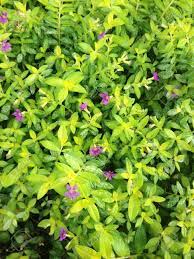 Potted plant, all leaves grow out from the center, light green and white in color. Small Leaves With Purple Flowers Stock Photo Picture And Royalty Free Image Image 21259346