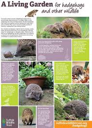 Tips For Helping Wild Hedgehogs In Your Garden Make Your Garden Hedgehog Friendly Gardeningtipswiki Hedgehog In Garden Wildlife Gardening Diy Hedgehog House