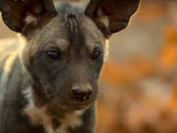 I also host a kanye west podcast called watching the throne. The Top 10 Most Watched Shows And Movies On Netflix Uk Ireland In April Spin1038