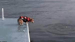 Discover and share the best gifs on tenor. The Funniest Dog Gifs To Hit The Internet News