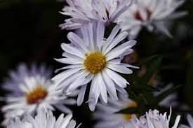 Image result for Asterochaete