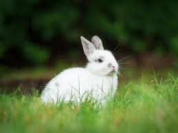 #youtubeshorts #shorts #youtubelongs how to shower your baby bunny?here is how to shower your baby bunny. Can A Pet Rabbit Be Bathed Everything Bunnies