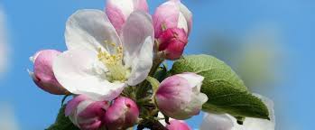 The saguaro blossom was officially adopted as the arizona state flower on march 16, 1931. Arkansas State Flower The Apple Blossom Proflowers Blog