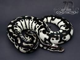 Axanthic Black Pewter Ball Python Pastel Axanthic Pet Snake Ball Python Cute Snake