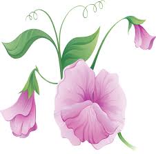 Download Sweet Peas Sow Grow And Care For Sweet Pea Flowers