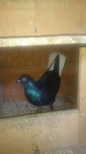 Donek Guvercin Chickens Doves Birds