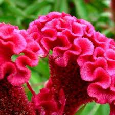 Cockscomb 50 Seeds Celosia Argentea Var Cristata