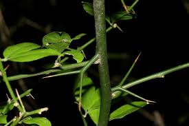 Image result for Balanites maughamii