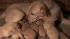Mom Licking Her Nursing Puppies Very Cute Youtube