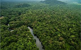 An average of 50 to 260 inches (125 to 660 cm.) of rain falls yearly. How Are Plants Adapted To The Tropical Rainforest Worldatlas