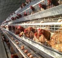 Customizable Galvanized Chicken Cages for Layers/Broilers - OEM Accepted