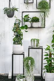 Voll Im Trend Kletterpflanzen Hangepflanzen Pflanzen Rankende Pflanze