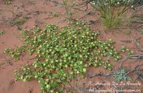 Image result for Gomphrena martiana