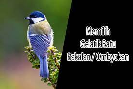 7 Cara Memilih Gelatik Batu Bakalan Prospek Dan Bermental Baja Hewan Id